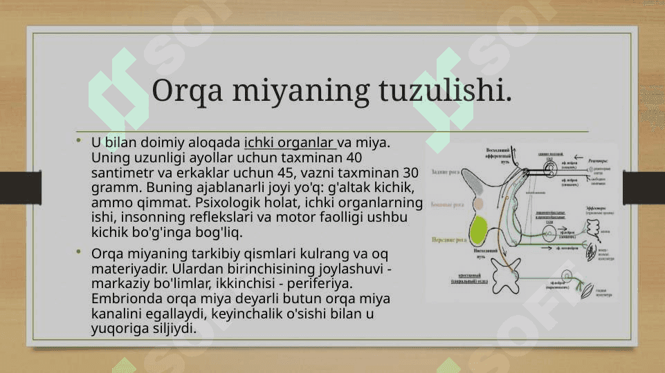 Orqa miyaning harakatlantiruvchi neyronlaring turlari , ularning morfofunksional xususiyatlari 4