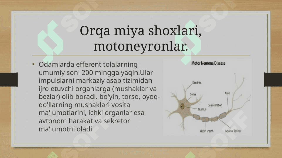 Orqa miyaning harakatlantiruvchi neyronlaring turlari , ularning morfofunksional xususiyatlari 5