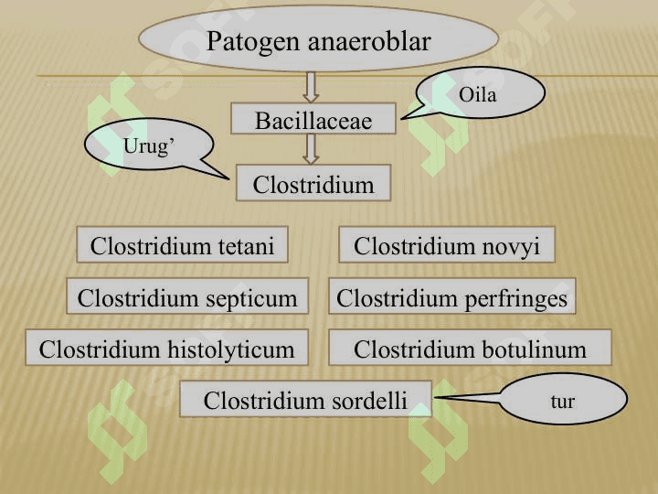 Qoqshol, gazli gangrena qoʼzgʼatuvchilari tavsifi va laboratoriya tashxisi 3