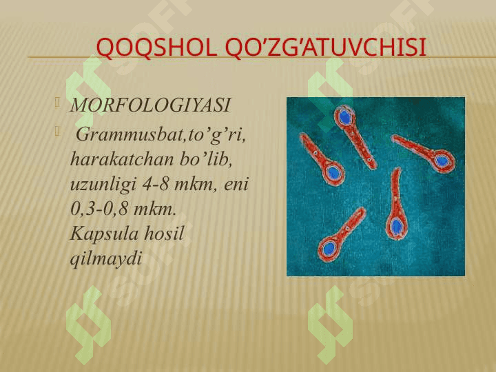 Qoqshol, gazli gangrena qoʼzgʼatuvchilari tavsifi va laboratoriya tashxisi 6