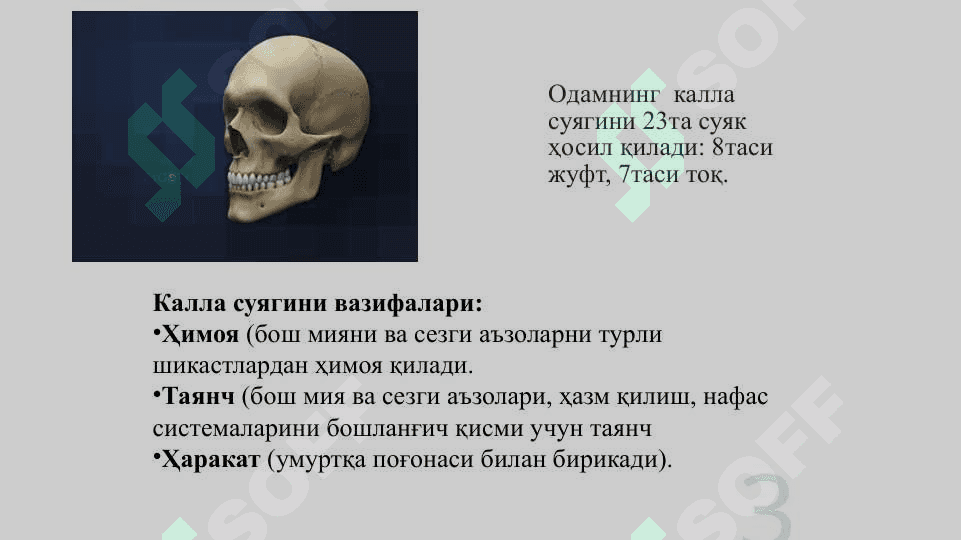 Калла суяги. Калла суягининг мия қисми: энса, тепа, пешона ва ғалвирсимон суяклар 3