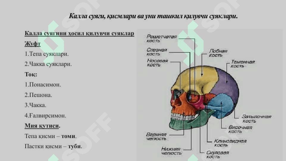 Калла суяги. Калла суягининг мия қисми: энса, тепа, пешона ва ғалвирсимон суяклар 4