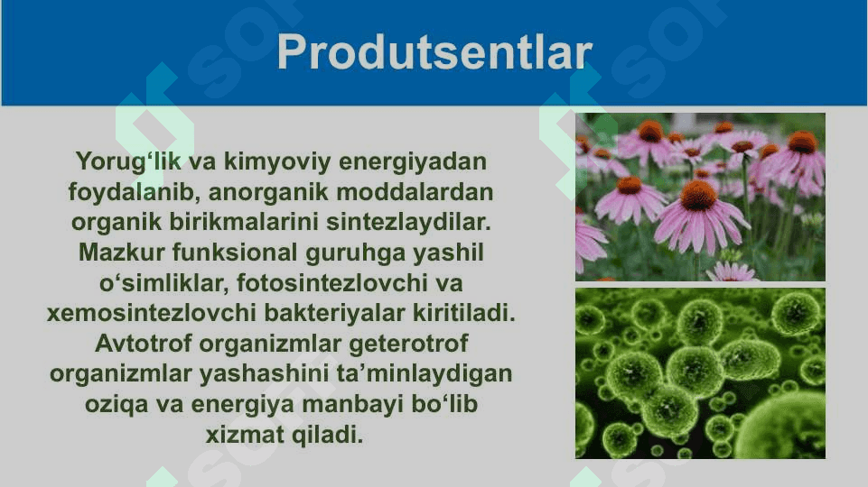 Mavzu: Ekotizimning trofik strukturasi 7