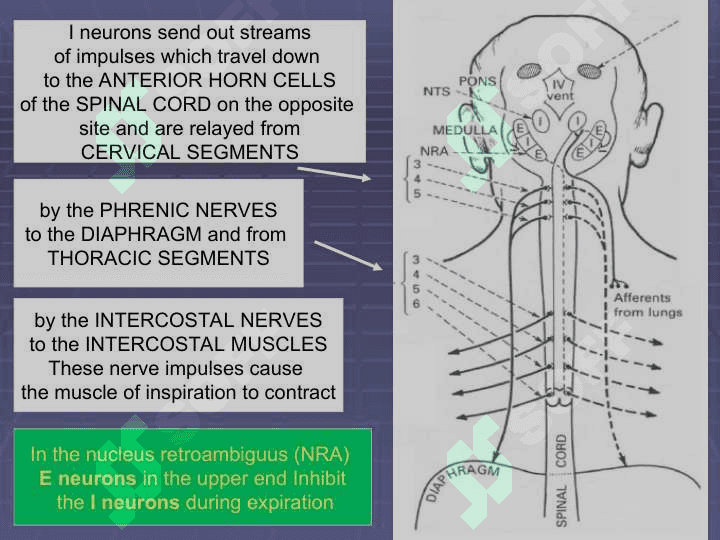 Regulation of breathing 5
