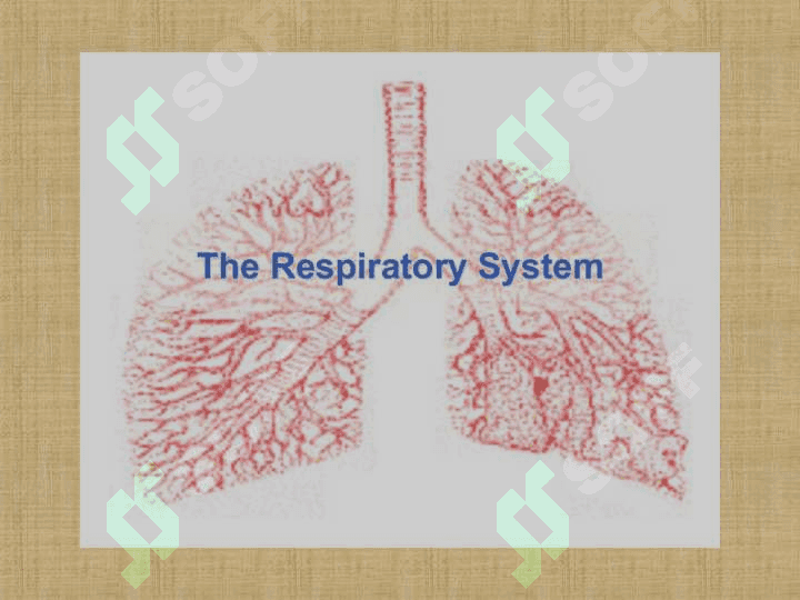 RESPIRATORIUM SYSTEM 2