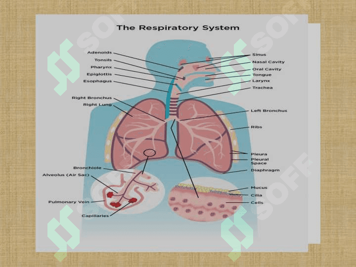 RESPIRATORIUM SYSTEM 3