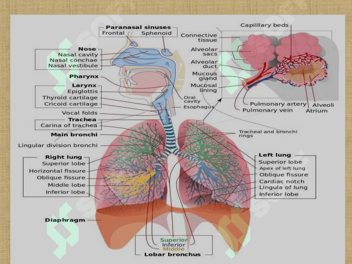 RESPIRATORIUM SYSTEM 4