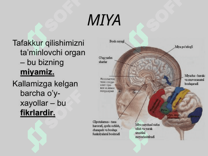 SHAXS – TAFAKKUR VA MUSTAQIL FIKRLASHNING SUBYEKTI SIFATIDA 6