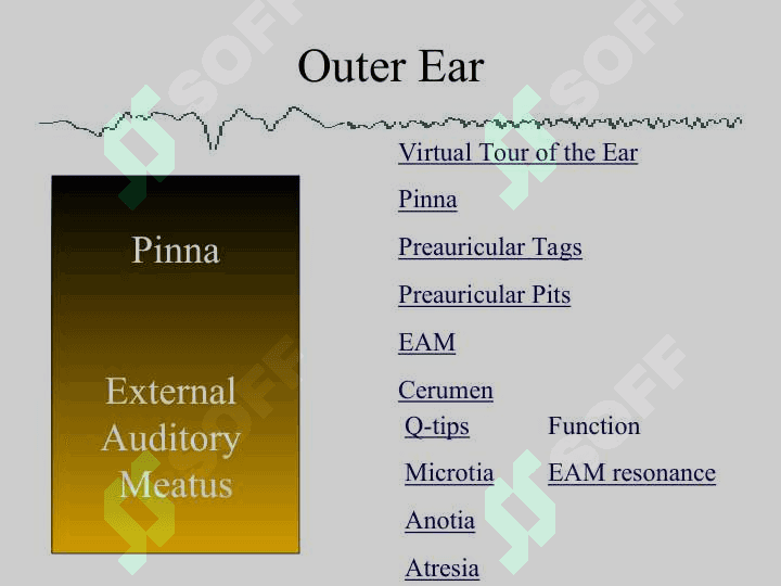 Anatomy Physiology and Disorders of the Hearing 4