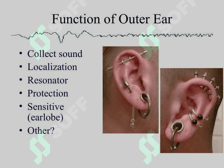 Anatomy Physiology and Disorders of the Hearing 7