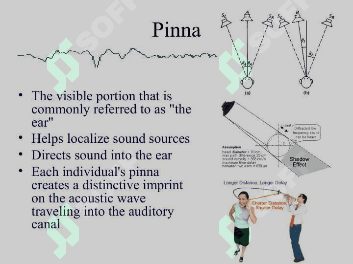Anatomy Physiology and Disorders of the Hearing 8