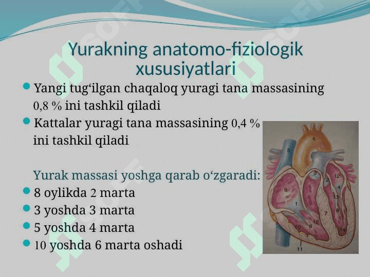BOLALARDA YURAK-QON TOMIR TIZIMINING ANATOMO-FIZIOLOGIK XUSUSIYATLARI 2