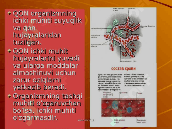 QON  TOMIR FIZIOLOGIYASI 4