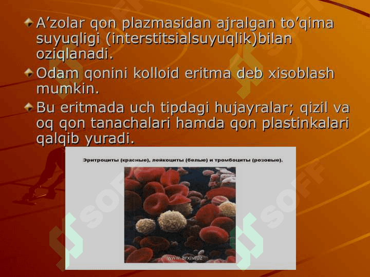 QON  TOMIR FIZIOLOGIYASI 7