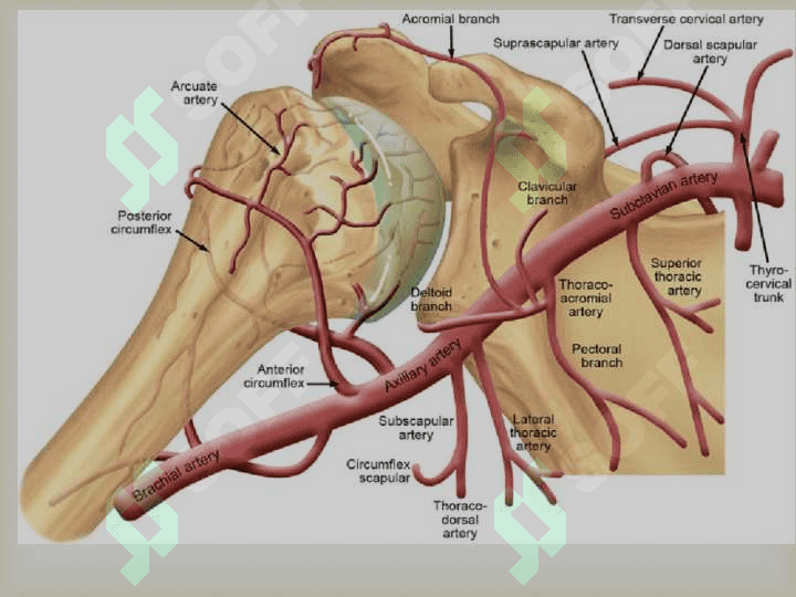 O`mrovosti arteriyasi, A.Axillaris Yelka ,bilak,tirsak va qo`l panja arteriyalari 4