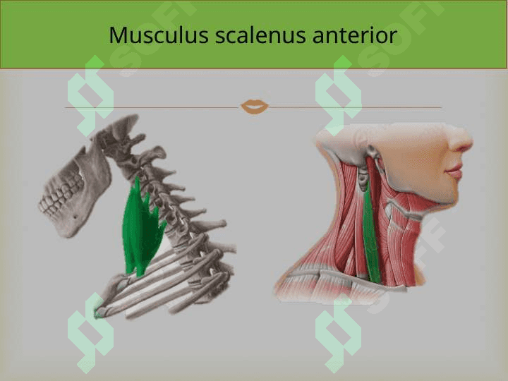 O`mrovosti arteriyasi, A.Axillaris Yelka ,bilak,tirsak va qo`l panja arteriyalari 5