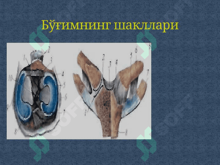 «SYNDESМOLOGIYA -СУЯКЛАРНИНГ ЎЗАРО БИРИКИШИ». 6