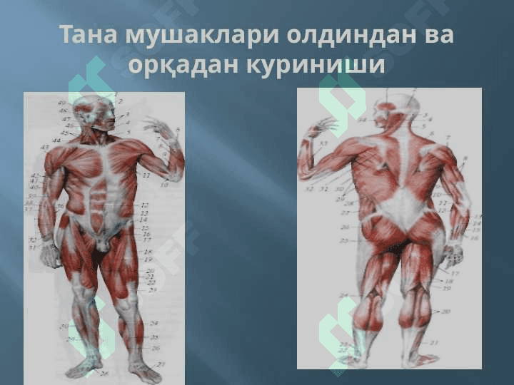 МУШАКЛАР ТЎҒРИСИДА МАЪЛУМОТ. МУШАКЛАРНИНГ ТАРАҚҚИЁТИ. МУШАКЛАРНИНГ ЁРДАМЧИ АППАРАТИ. КЎКРАК, ҚОРИН, ОРҚА МУШАКЛАРИ ВА ФАСЦИЯЛАРИ. ДИАФРАГМА. ҚОРИН СОХАСИНИНГ ТОПОГРАФИЯСИ: ҚОРИН ТЎҒРИ МУШАГИНИНГ ҚИНИ, ОҚ ЧИЗИҚ, ЧОВ КАНАЛИ. ҚЎЛ, ЧАНОҚ ВА ОЁҚ МУШАКЛАРИ 4