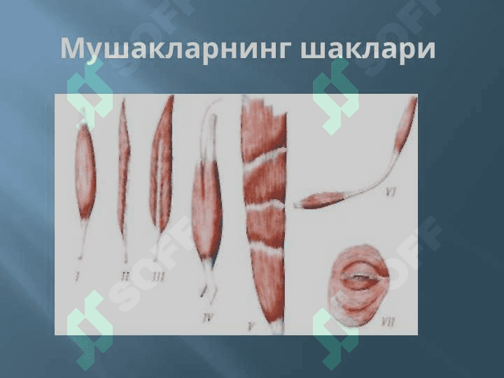 МУШАКЛАР ТЎҒРИСИДА МАЪЛУМОТ. МУШАКЛАРНИНГ ТАРАҚҚИЁТИ. МУШАКЛАРНИНГ ЁРДАМЧИ АППАРАТИ. КЎКРАК, ҚОРИН, ОРҚА МУШАКЛАРИ ВА ФАСЦИЯЛАРИ. ДИАФРАГМА. ҚОРИН СОХАСИНИНГ ТОПОГРАФИЯСИ: ҚОРИН ТЎҒРИ МУШАГИНИНГ ҚИНИ, ОҚ ЧИЗИҚ, ЧОВ КАНАЛИ. ҚЎЛ, ЧАНОҚ ВА ОЁҚ МУШАКЛАРИ 5