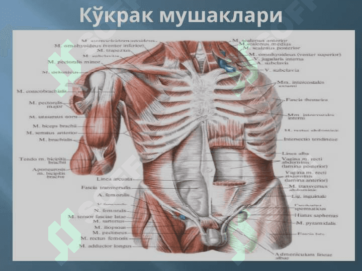 МУШАКЛАР ТЎҒРИСИДА МАЪЛУМОТ. МУШАКЛАРНИНГ ТАРАҚҚИЁТИ. МУШАКЛАРНИНГ ЁРДАМЧИ АППАРАТИ. КЎКРАК, ҚОРИН, ОРҚА МУШАКЛАРИ ВА ФАСЦИЯЛАРИ. ДИАФРАГМА. ҚОРИН СОХАСИНИНГ ТОПОГРАФИЯСИ: ҚОРИН ТЎҒРИ МУШАГИНИНГ ҚИНИ, ОҚ ЧИЗИҚ, ЧОВ КАНАЛИ. ҚЎЛ, ЧАНОҚ ВА ОЁҚ МУШАКЛАРИ 7