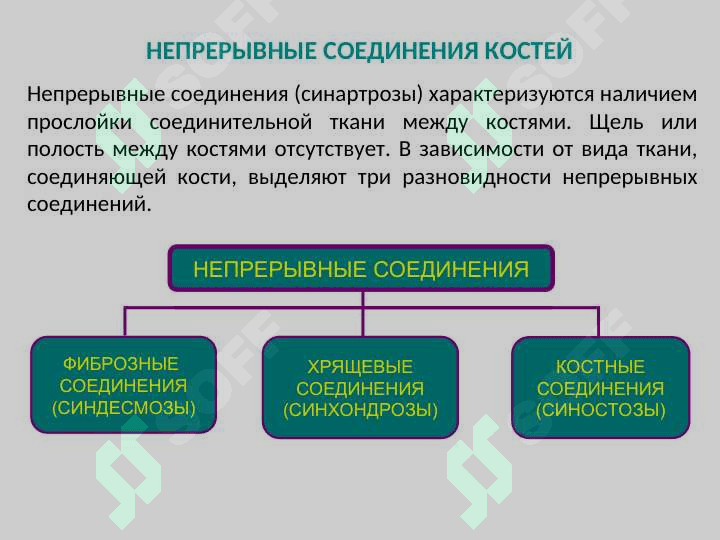 ОБЩАЯ СИНДЕСМОЛОГИЯ 3