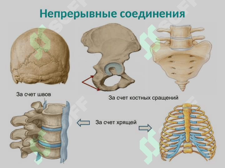ОБЩАЯ СИНДЕСМОЛОГИЯ 4