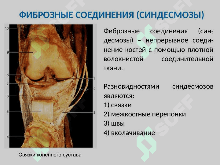 ОБЩАЯ СИНДЕСМОЛОГИЯ 5