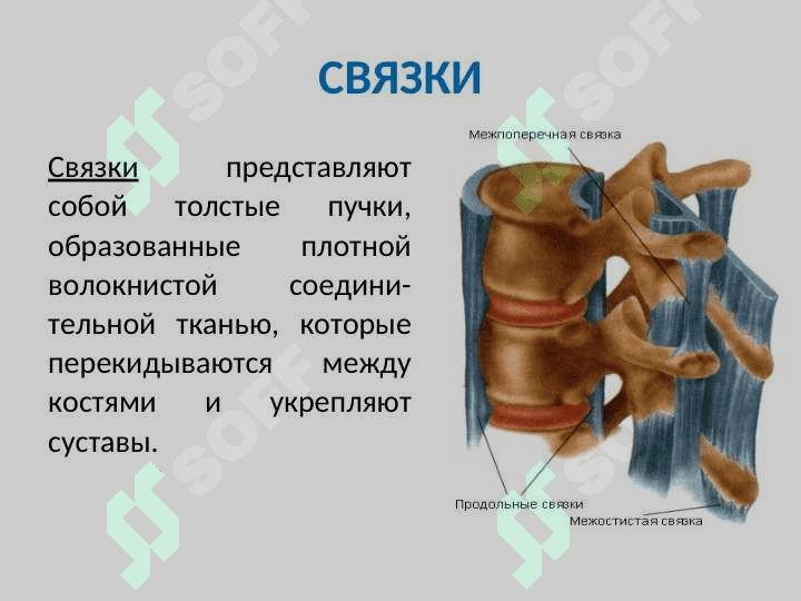 ОБЩАЯ СИНДЕСМОЛОГИЯ 7