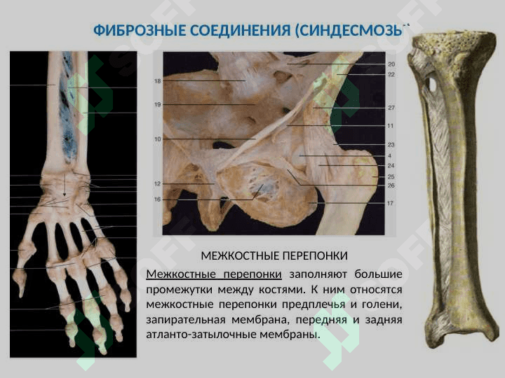 ОБЩАЯ СИНДЕСМОЛОГИЯ 8