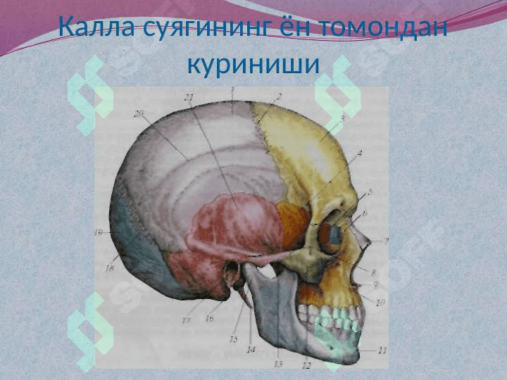 КАЛЛА СУЯКЛАРИНИНГ ТАРАҚҚИЁТИ ВА ТУЗИЛИШИ 4