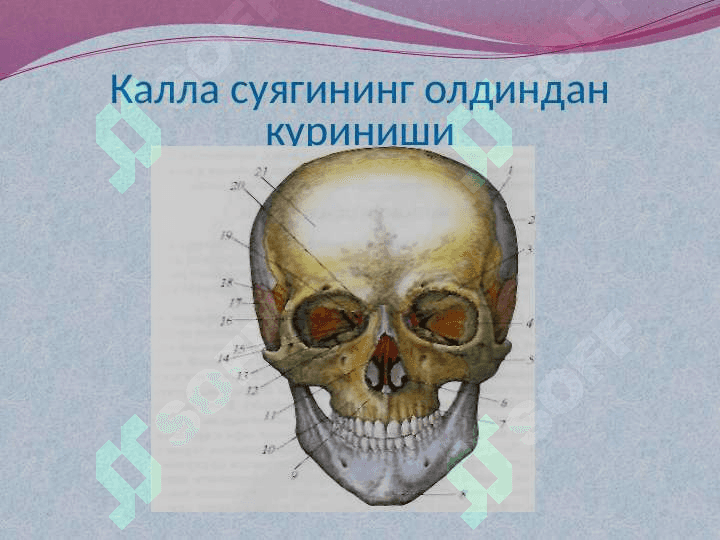 КАЛЛА СУЯКЛАРИНИНГ ТАРАҚҚИЁТИ ВА ТУЗИЛИШИ 5