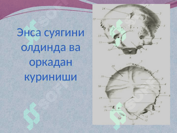 КАЛЛА СУЯКЛАРИНИНГ ТАРАҚҚИЁТИ ВА ТУЗИЛИШИ 7