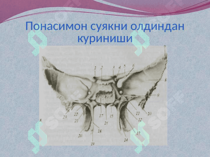 КАЛЛА СУЯКЛАРИНИНГ ТАРАҚҚИЁТИ ВА ТУЗИЛИШИ 8