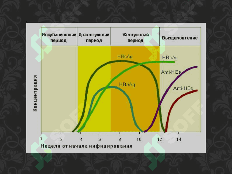 Virusli gepatit diagnostikasi 4