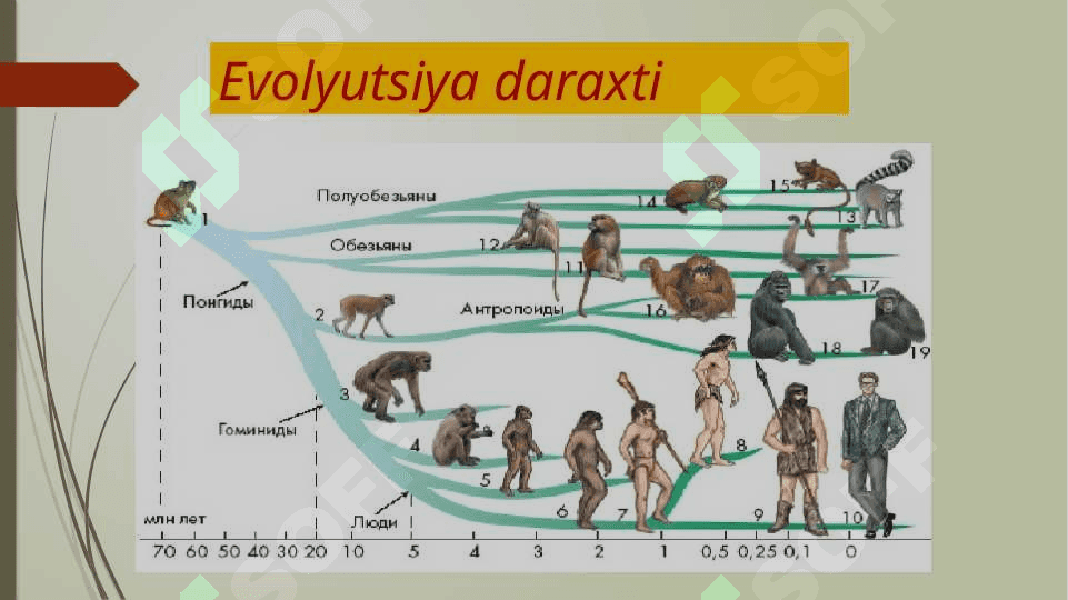 Odam evolutsiyasi borasidagi qarashlar 4
