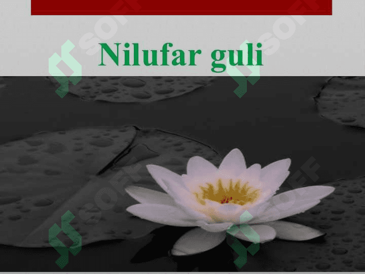 GULLAR-yashnar dillar 2