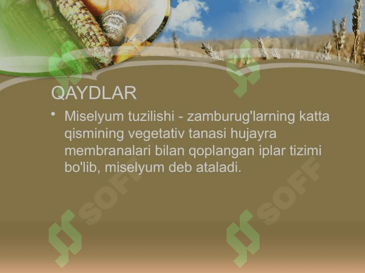 Achitqilar 3