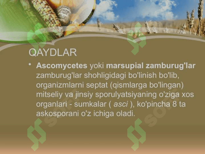 Achitqilar 4