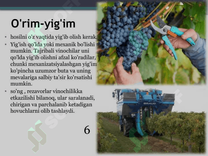 Vino texnologiyasi asoslariVino texnologiyasi asoslari 6
