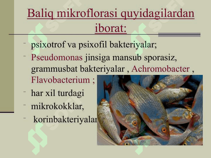 Baliq va baliq mahsulotlari 2