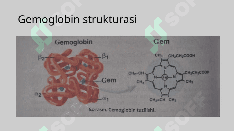 Eritrositlar fiziologiyasi.Gemoglobin 8