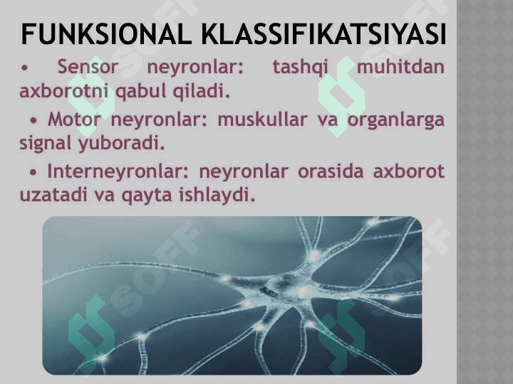 nerv tolasi fiziologiyasi 5