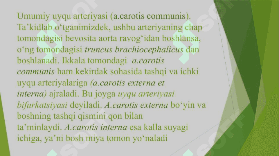 Bosh miyani qon bilan ta’minlanishi 5