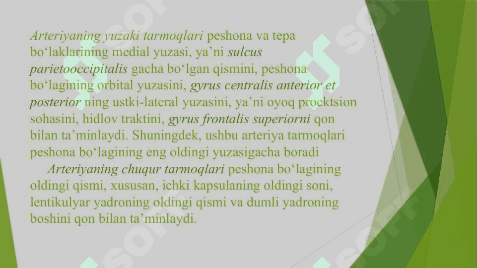 Bosh miyani qon bilan ta’minlanishi 8
