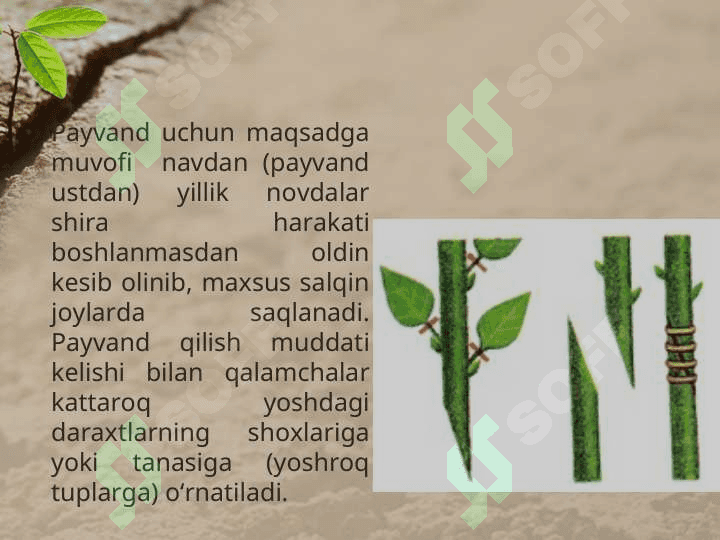 O’SIMLIKLARNING VEGETATIV KO’PAYISHI 6