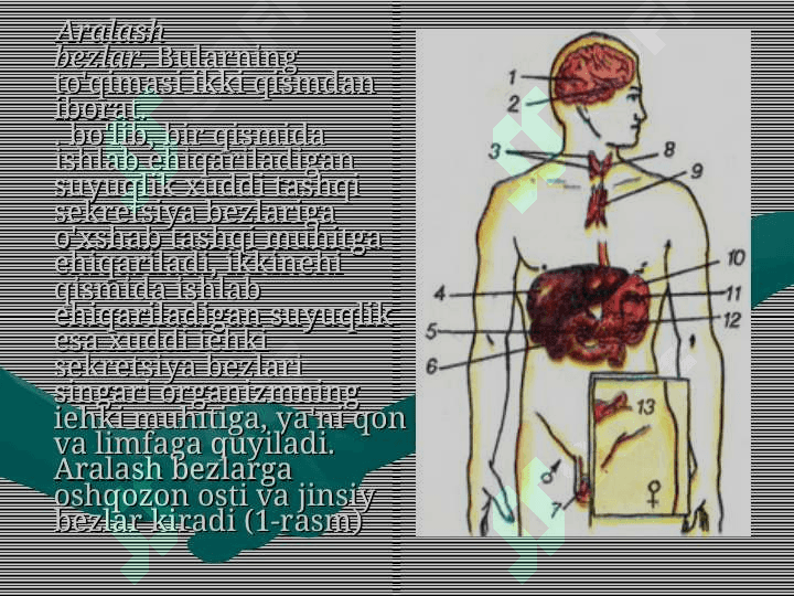 Ichki sekretsiya bezlari 3