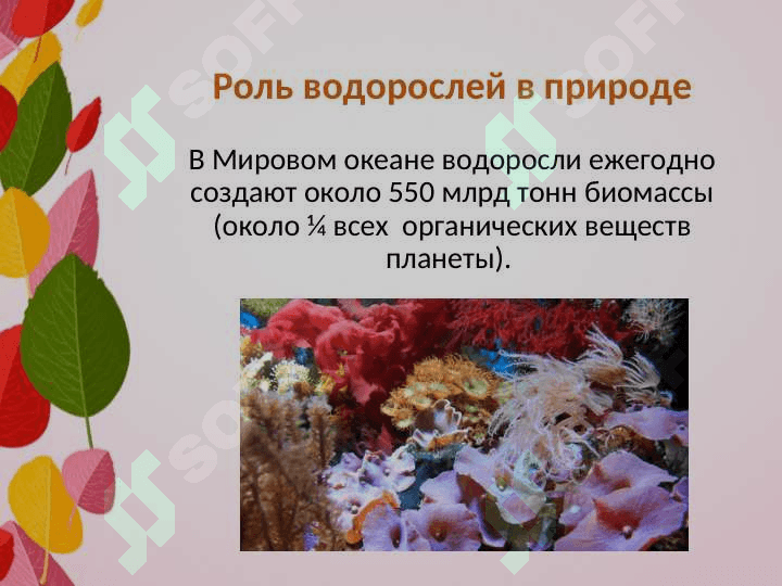 Важность водорослей 2