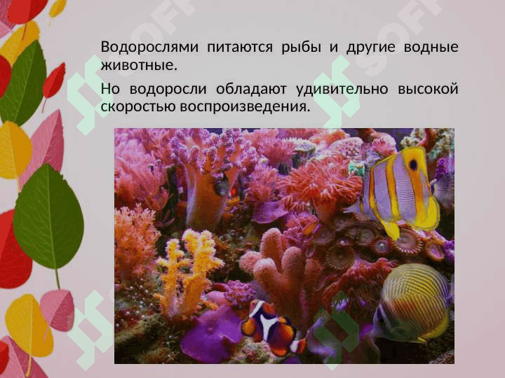 Важность водорослей 3