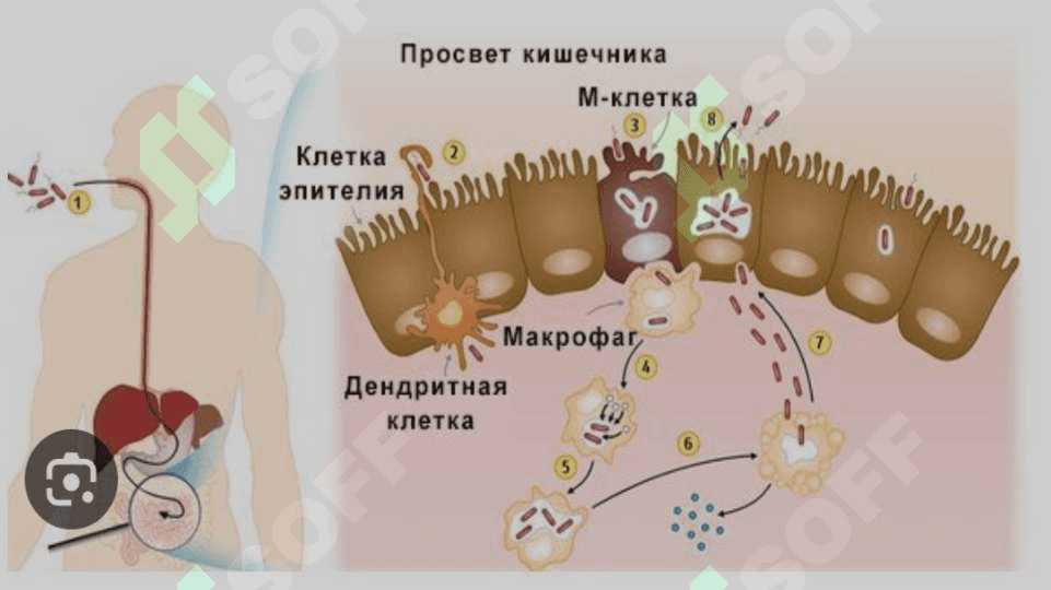 Salmonellyoz – zooantroponoz, ya’ni xam xayvonlarda, xam odamlardan yuqadigan va ko‘pincha gastroenterit simptomlari bilan, ba’zi xollarda esa tarqoq infeksiya belgilari bilan ta’riflanadigan o‘tkir yuqumli ichak kasalligidir 6