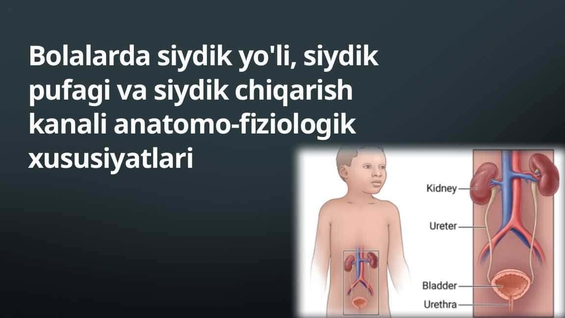 Bolalarda siydik yo'li, siydik pufagi va siydik chiqarish kanali anatomo-fiziologik xususiyatlari
